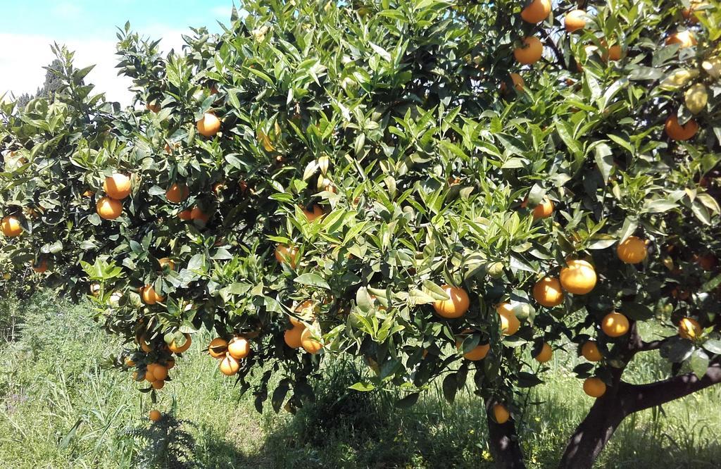 B&B Il Giardino Di Zefiro Gioiosa Marea Exteriör bild